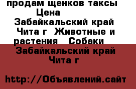 продам щенков таксы › Цена ­ 2 500 - Забайкальский край, Чита г. Животные и растения » Собаки   . Забайкальский край,Чита г.